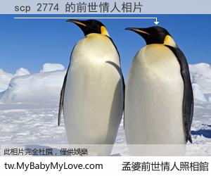 scp 2774 的前世情人