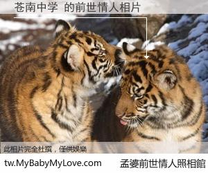 苍南中学 的前世情人