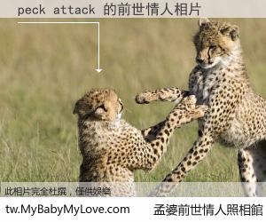 peck attack 的前世情人