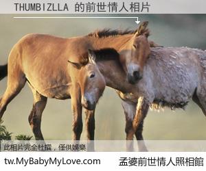 THUMBIZLLA 的前世情人