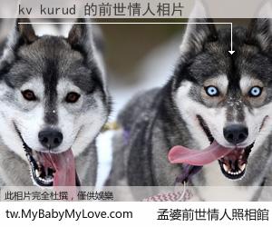 kv kurud 的前世情人