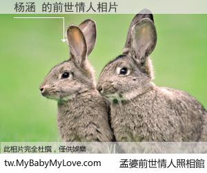 杨涵 的前世情人